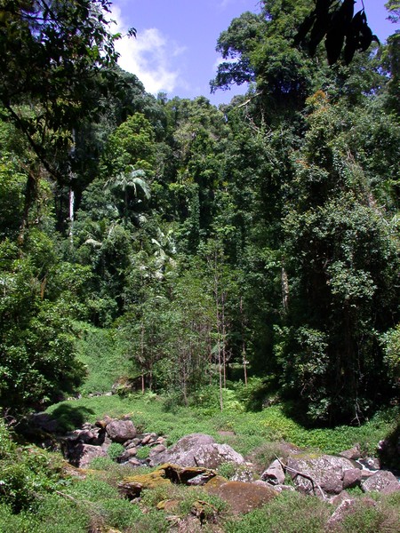 Rainforest
